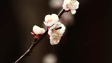 春天里的桃花与蜂视频的预览图
